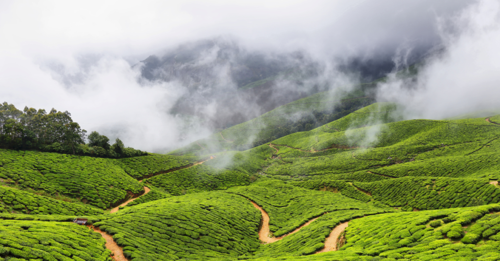 Kolukkumalai, Kerala